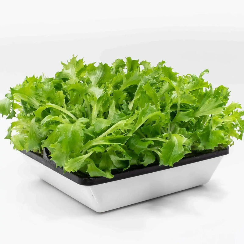 WASABINA Mustard Seeds, Brassica juncea, Asian Vegetables - Caribbean garden seed