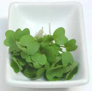 WASABINA Mustard Seeds, Brassica juncea, Asian Vegetables - Caribbean garden seed