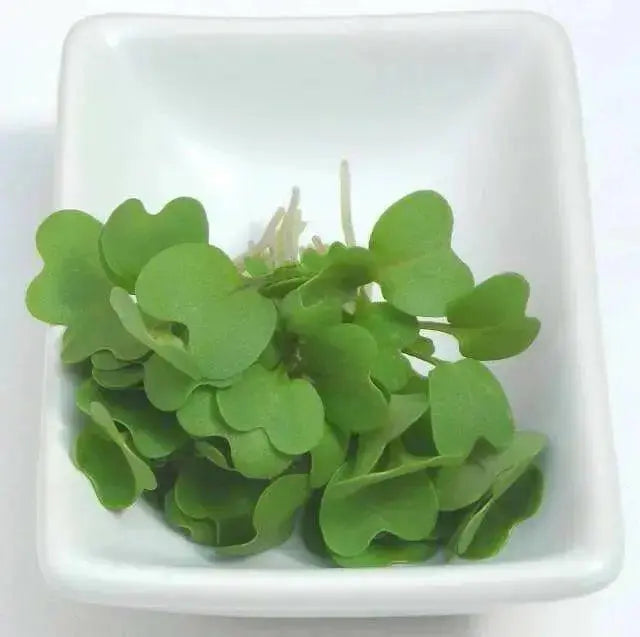 WASABINA Mustard Seeds, Brassica juncea, Asian Vegetables - Caribbean garden seed