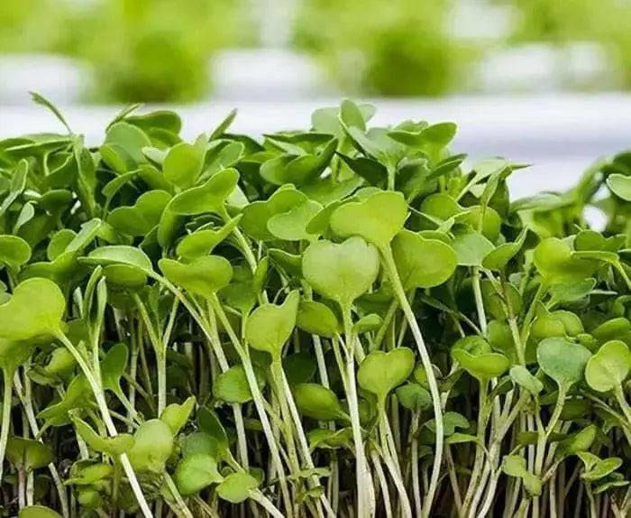 WASABINA Mustard Seeds, Brassica juncea, Asian Vegetables - Caribbean garden seed