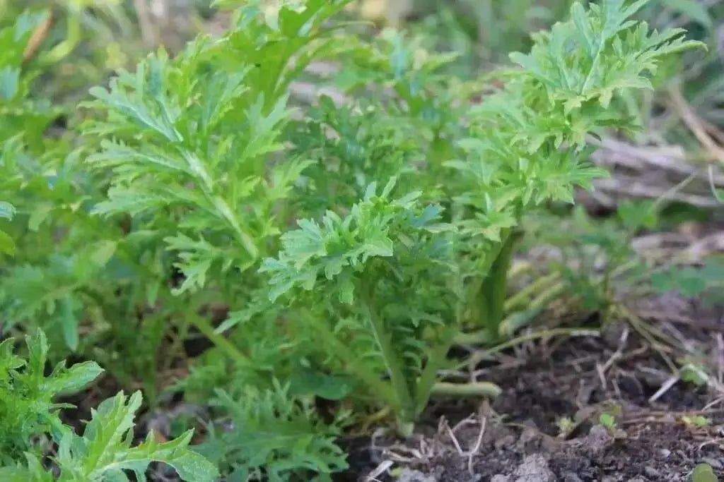 WASABINA Mustard Seeds, Brassica juncea, Asian Vegetables - Caribbean garden seed