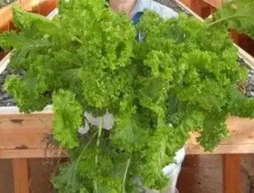 WASABINA Mustard Seeds, Brassica juncea, Asian Vegetables - Caribbean garden seed