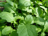 WASABINA Mustard Seeds, Brassica juncea, Asian Vegetables - Caribbean garden seed