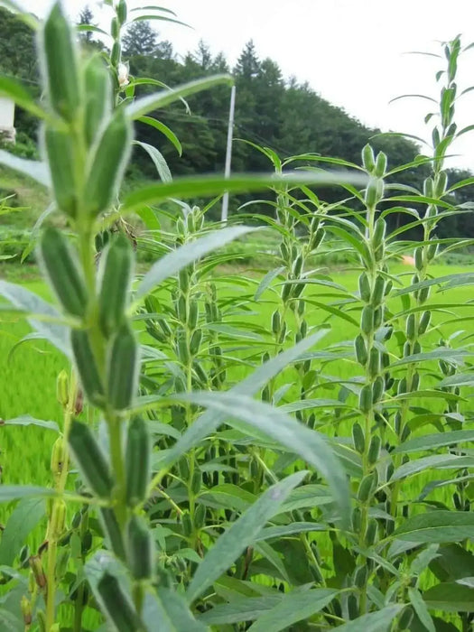 WHITE  Sesame Plant seeds -Easy to Grow. - Caribbean garden seed
