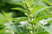WHITE  Sesame Plant seeds -Easy to Grow. - Caribbean garden seed