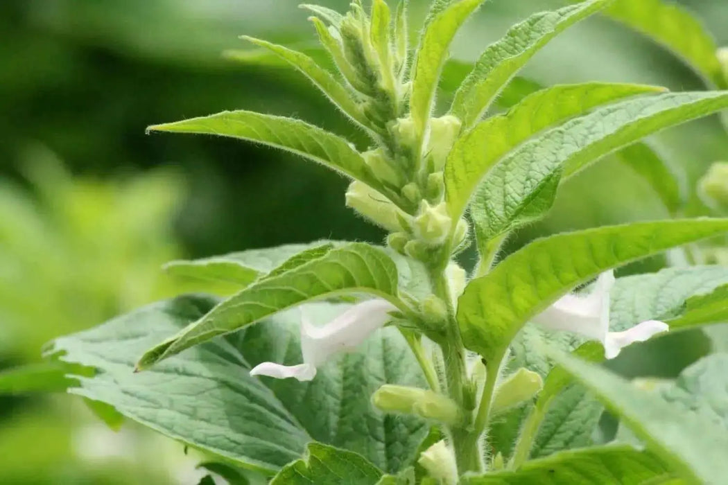 WHITE  Sesame Plant seeds -Easy to Grow. - Caribbean garden seed