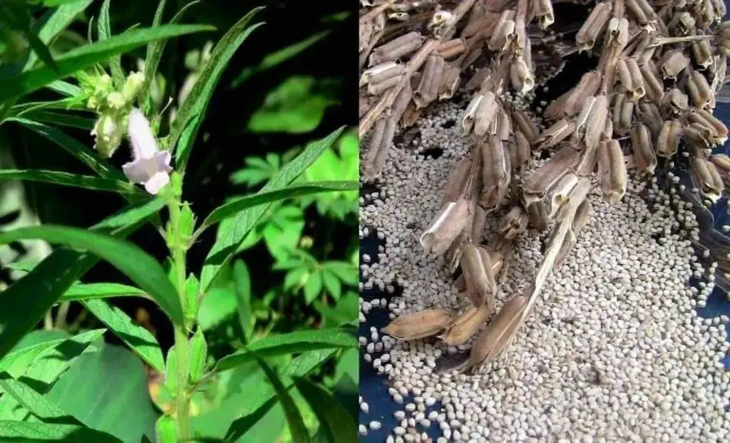 WHITE  Sesame Plant seeds -Easy to Grow. - Caribbean garden seed