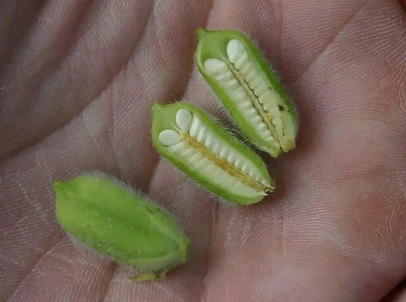 WHITE  Sesame Plant seeds -Easy to Grow. - Caribbean garden seed