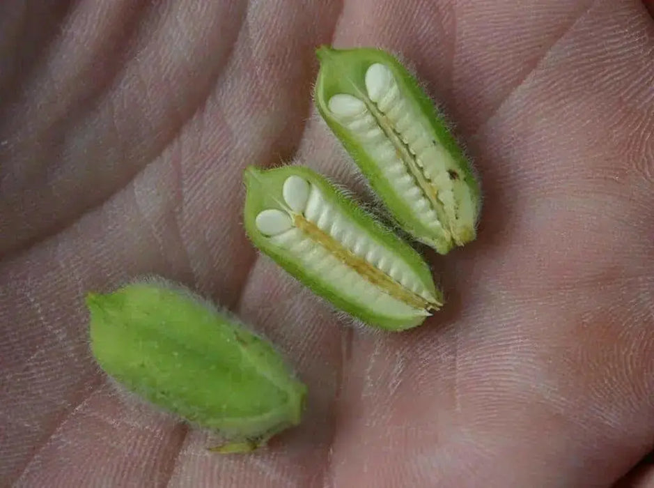 WHITE  Sesame Plant seeds -Easy to Grow. - Caribbean garden seed
