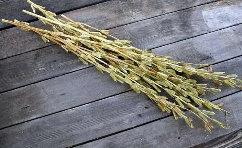 WHITE  Sesame Plant seeds -Easy to Grow. - Caribbean garden seed