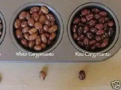 White Cargamanto bean Aka frijol cargamanto Blanco - Columbian Heirloom - Caribbean garden seed