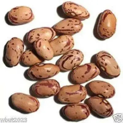 White Cargamanto bean Aka frijol cargamanto Blanco - Columbian Heirloom - Caribbean garden seed