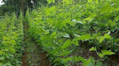 White Cargamanto bean Aka frijol cargamanto Blanco - Columbian Heirloom - Caribbean garden seed