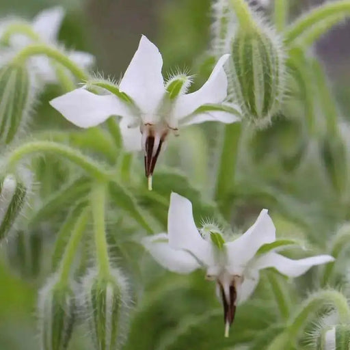White  Borage Herb Seeds - Caribbean garden seed
