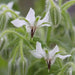 White  Borage Herb Seeds - Caribbean garden seed
