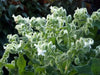 White  Borage Herb Seeds - Caribbean garden seed