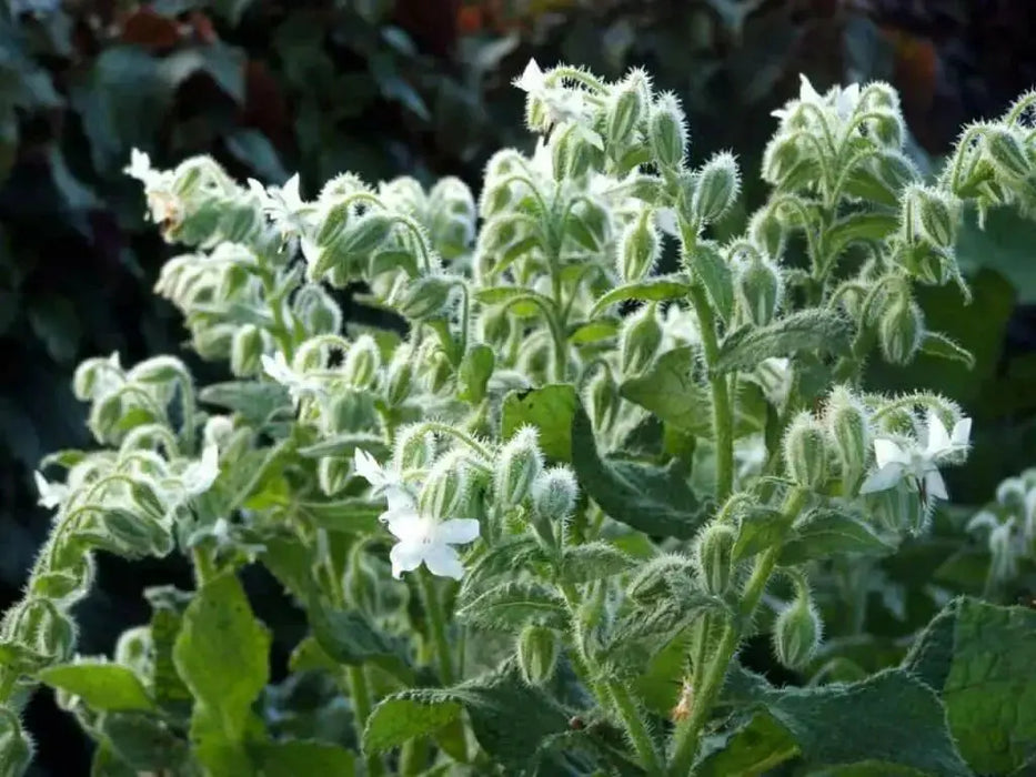 White  Borage Herb Seeds - Caribbean garden seed