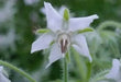 White  Borage Herb Seeds - Caribbean garden seed