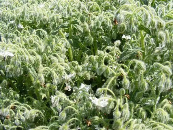White  Borage Herb Seeds - Caribbean garden seed