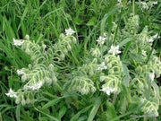 White  Borage Herb Seeds - Caribbean garden seed