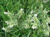 White  Borage Herb Seeds - Caribbean garden seed