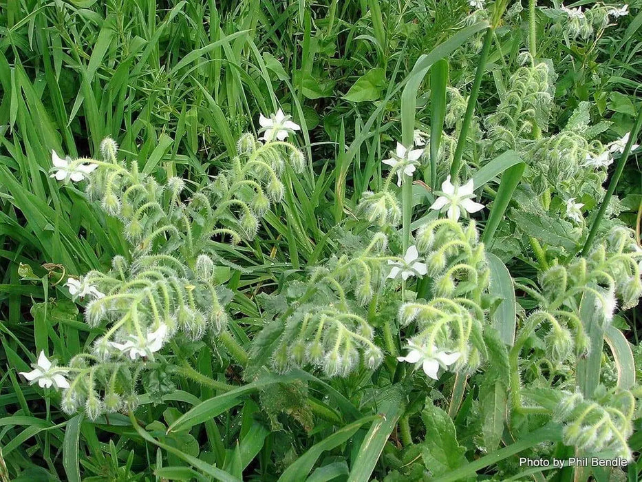 White  Borage Herb Seeds - Caribbean garden seed
