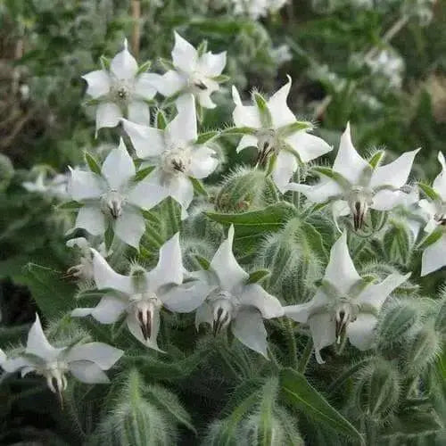White  Borage Herb Seeds - Caribbean garden seed