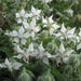 White  Borage Herb Seeds - Caribbean garden seed