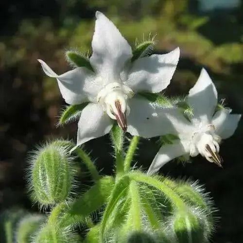 White  Borage Herb Seeds - Caribbean garden seed
