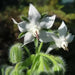 White  Borage Herb Seeds - Caribbean garden seed