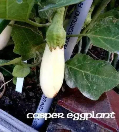 White Eggplant Seeds HEIRLOOM VEGETABLE, 5-6” Fruits. - Caribbean garden seed