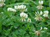 White Dutch Clover Seeds,Lawn alternative - Caribbean garden seed