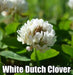 White Dutch Clover Seeds,Lawn alternative - Caribbean garden seed