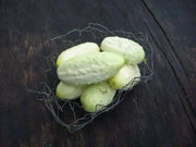 White Cucumber Seeds,Miniature CUCUMBER,ANNUAL VEGETABLE - Caribbean garden seed