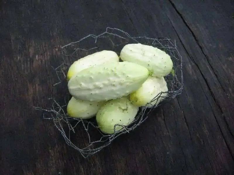 White Cucumber Seeds,Miniature CUCUMBER,ANNUAL VEGETABLE - Caribbean garden seed