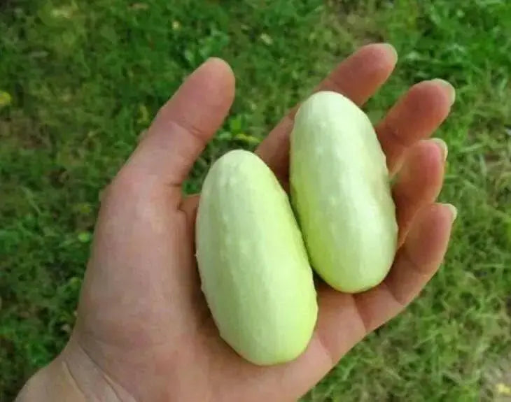White Cucumber Seeds,Miniature CUCUMBER,ANNUAL VEGETABLE - Caribbean garden seed