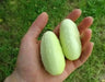 White Cucumber Seeds,Miniature CUCUMBER,ANNUAL VEGETABLE - Caribbean garden seed