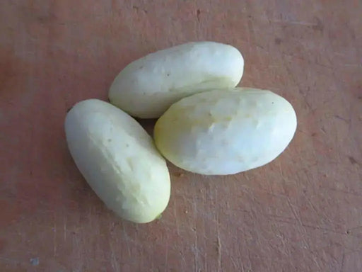 White Cucumber Seeds,Miniature CUCUMBER,ANNUAL VEGETABLE - Caribbean garden seed