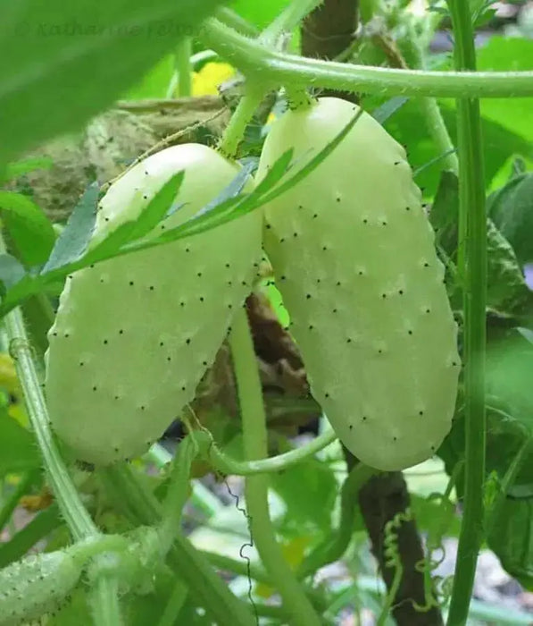 White Cucumber Seeds,Miniature CUCUMBER,ANNUAL VEGETABLE - Caribbean garden seed