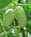 White Cucumber Seeds,Miniature CUCUMBER,ANNUAL VEGETABLE - Caribbean garden seed