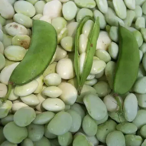 White Dixie butterpea (bush Lima) Heirloom Bean - Caribbean garden seed