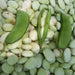 White Dixie butterpea (bush Lima) Heirloom Bean - Caribbean garden seed