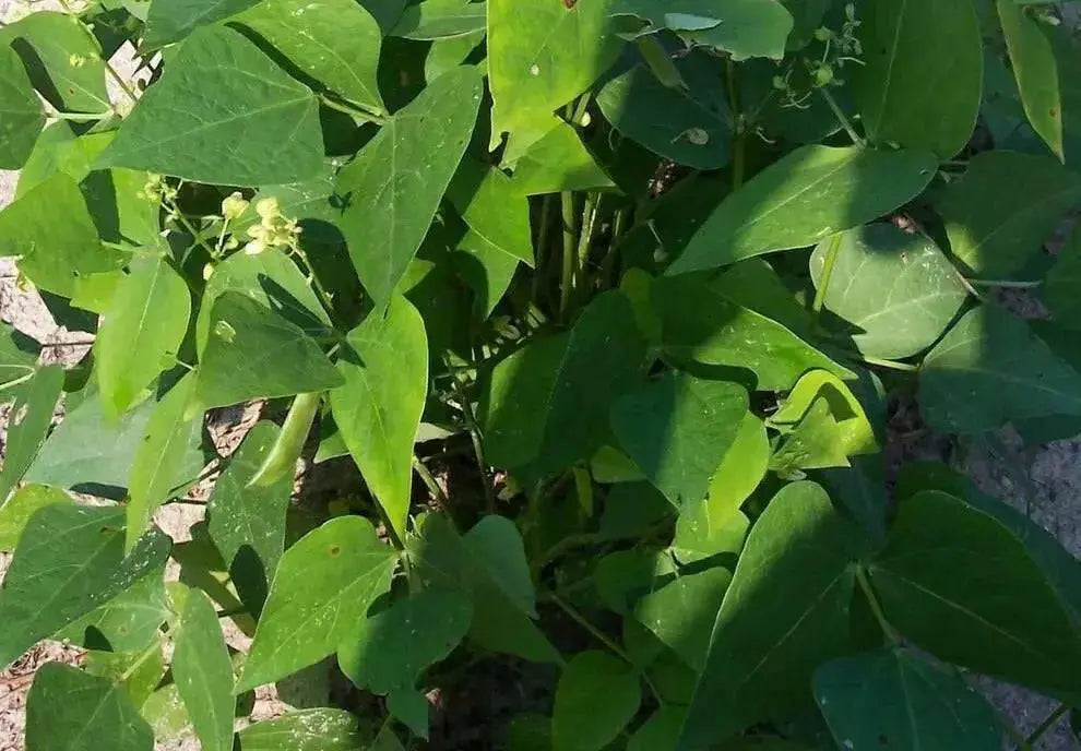 White Dixie butterpea (bush Lima) Heirloom Bean - Caribbean garden seed