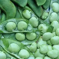 White Dixie butterpea (bush Lima) Heirloom Bean - Caribbean garden seed