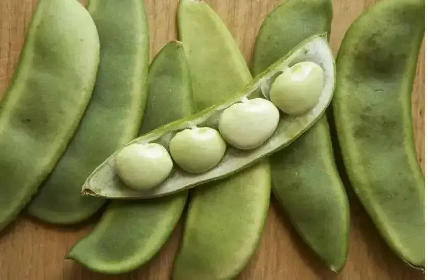 White Dixie butterpea (bush Lima) Heirloom Bean - Caribbean garden seed