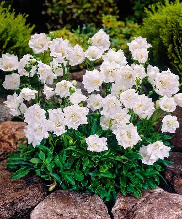 White Bellflower SEEDS, Campanula carpatica alba - Caribbean garden seed