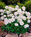 White Bellflower SEEDS, Campanula carpatica alba - Caribbean garden seed