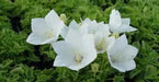 White Bellflower SEEDS, Campanula carpatica alba - Caribbean garden seed