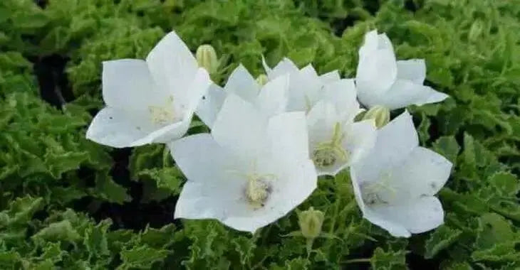White Bellflower SEEDS, Campanula carpatica alba - Caribbean garden seed