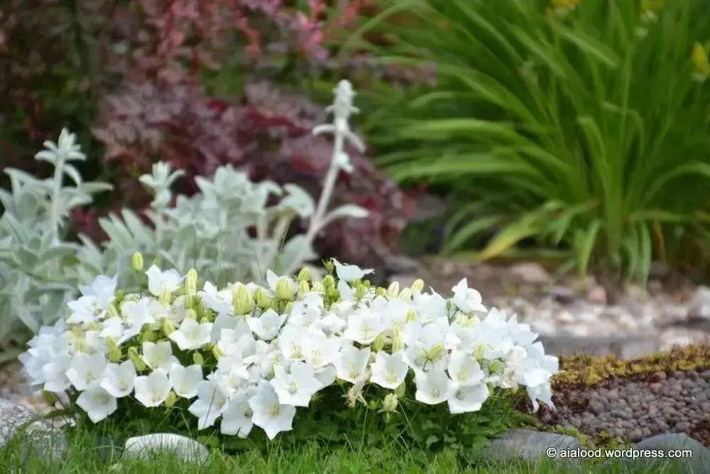 White Bellflower SEEDS, Campanula carpatica alba - Caribbean garden seed